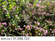 Подбел многолистный (Andromeda polifolia) и паутина на цветах растения, Ямало-Ненецкий автономный округ. Стоковое фото, фотограф Григорий Писоцкий / Фотобанк Лори