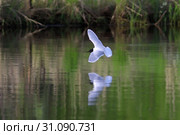 Малая чайка (Larus minutus). Птица летом летает над гладью озера, Ямало-Ненецкий автономный округ. Стоковое фото, фотограф Григорий Писоцкий / Фотобанк Лори
