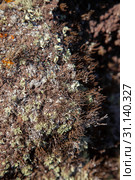 лишайник Roccella canariensis на камнях (2019 год). Стоковое фото, фотограф Tamara Kulikova / Фотобанк Лори