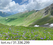 Россия, Северная Осетия. Цветение колокольчика холмового (Campanula collina Sims) в Зругском ущелье. Стоковое фото, фотограф Овчинникова Ирина / Фотобанк Лори