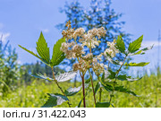 Лабазник вязолистный (лат. Filipendula ulmaria) — лекарственное многолетнее травянистое растение семейства Розовые (Rosaceae). Растение в природной среде произрастания. Западная Сибирь, Россия, Июль. Стоковое фото, фотограф Евгений Мухортов / Фотобанк Лори