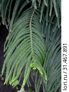 Араукария разнолистная (Araucaria heterophylla (Salisb.) Franco), ветки с молодой зеленой хвоей. Стоковое фото, фотограф Ирина Борсученко / Фотобанк Лори