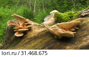 Гриб вешенка на дереве. Pearl oyster mushroom on the tree. Стоковое видео, видеограф Евгений Романов / Фотобанк Лори