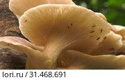 Гриб вешенка на дереве. Pearl oyster mushroom on the tree. Стоковое видео, видеограф Евгений Романов / Фотобанк Лори
