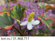Хауттюйния сердцевидная (Houttuynia cordata ) Стоковое фото, фотограф Т. З. / Фотобанк Лори