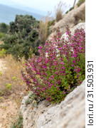 Plant (Teucrium divaricatum) with pink flowers close-up (Greece) Стоковое фото, фотограф Татьяна Ляпи / Фотобанк Лори