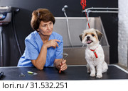Havanese getting haircut by female groomer. Стоковое фото, фотограф Яков Филимонов / Фотобанк Лори