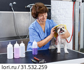 Woman drying havanese with towel. Стоковое фото, фотограф Яков Филимонов / Фотобанк Лори