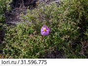 A useful shrub (Cistus creticus, Cistus incanus) grows and blooms close-up. Стоковое фото, фотограф Татьяна Ляпи / Фотобанк Лори