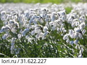 Eriophorum polystachyon. Пушица многоколосковая летом на болоте, Ямало-Ненецкий автономный округ. Стоковое фото, фотограф Григорий Писоцкий / Фотобанк Лори