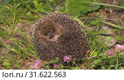 Ёж, свернувшийся в клубок. A hedgehog curled up in a ball. Стоковое видео, видеограф Евгений Романов / Фотобанк Лори