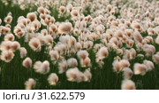 Пушица рыжеватая (Eriophorum russeolum) летним днем на болоте в Западной Сибири. Стоковое видео, видеограф Григорий Писоцкий / Фотобанк Лори