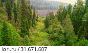 Panorama aerial view on forest. Aerial view of on country road in forest. View from the drone at Taiga. Aerial of flying over beautiful green forest in rural landscape. Стоковое видео, видеограф Сергей Тимофеев / Фотобанк Лори