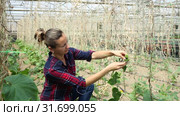 Confident woman farmer working in hothouse, fastening creeping cucumber plants on supporting netting. Стоковое видео, видеограф Яков Филимонов / Фотобанк Лори