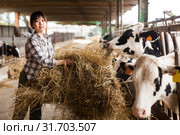 Female technician feeding cows with grass and smile in livestock barn. Стоковое фото, фотограф Яков Филимонов / Фотобанк Лори