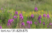 Иван-чай узколистный (Chamerion angustifolium), или Кипрей узколистный (Epilobium angustifolium). Цветение растения, Ямало-Ненецкий автономный округ. Стоковое видео, видеограф Григорий Писоцкий / Фотобанк Лори