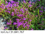 Тимьян блошиный ( лат. Thymus pulegioides L.) среди горных камней. Горы, республика Алтай, Южная Сибирь, Россия, июль. Стоковое фото, фотограф Евгений Мухортов / Фотобанк Лори