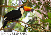 Toucan toco. Стоковое фото, фотограф Яков Филимонов / Фотобанк Лори
