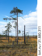 Dry pines standing near bog water in wetlands of Karelia. Wild natural landscape. Стоковое фото, фотограф Кекяляйнен Андрей / Фотобанк Лори