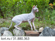 Sphynx cat walking outdoor at summer season. Стоковое фото, фотограф Кекяляйнен Андрей / Фотобанк Лори