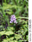 Ятрышник пятнистый(пальчатокоренник) растет на болоте (Orchis maculate). Красная книга. Карелия. Россия. Стоковое фото, фотограф Наталья Осипова / Фотобанк Лори
