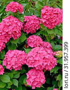 Цветущая гортензия цвета фуксия (Hydrangea L.) Стоковое фото, фотограф Ирина Борсученко / Фотобанк Лори