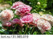 Пион межвидовой гибрид Этчед Салмон (Paeonia Etched Salmon) Стоковое фото, фотограф Ольга Сейфутдинова / Фотобанк Лори