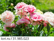Пион межвидовой гибрид Этчед Салмон (Paeonia Etched Salmon) Стоковое фото, фотограф Ольга Сейфутдинова / Фотобанк Лори