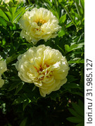 Пион Ито-гибрид Бартзелла (Paeonia Itoh Hybrids Bartzella) Стоковое фото, фотограф Ольга Сейфутдинова / Фотобанк Лори