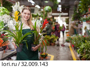 Positive woman picking a bromelia flower in the flower shop. Стоковое фото, фотограф Яков Филимонов / Фотобанк Лори