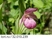 Редкая дикорастущая орхидея Венерин башмачок (Cypripedium macranthos) Стоковое фото, фотограф Светлана Попова / Фотобанк Лори
