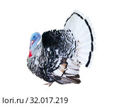 Индюк, изолировано на белом фоне. Стоковое фото, фотограф E. O. / Фотобанк Лори