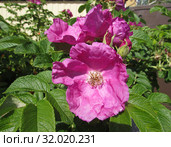 Шиповник морщинистый , rosaceae. Стоковое фото, фотограф Татьяна Матвейчук / Фотобанк Лори