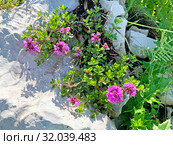 Thymus caucasicus Willd. ex Ronniger (семейство Lamiaceae)Тимьян кавказский Чабрец кавказский Чебрец кавказский (2019 год). Стоковое фото, фотограф Овчинникова Ирина / Фотобанк Лори