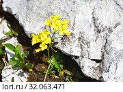 Draba hispida Willd. (семейство Brassicaceae)Крупка щетинистая в горах Абхазии (2019 год). Стоковое фото, фотограф Овчинникова Ирина / Фотобанк Лори