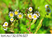 Erigeron annuus ssp. septentrionalis (Fernald & Wiegand) Wagenitz (семейство Asteraceae) Мелколепестник северный в Абхазии (2019 год). Стоковое фото, фотограф Овчинникова Ирина / Фотобанк Лори