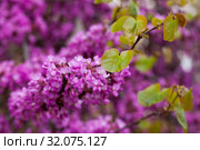 Flowering Cercis siliquastrum. Стоковое фото, фотограф Яков Филимонов / Фотобанк Лори
