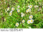 Erigeron annuus ssp. septentrionalis (Fernald & Wiegand) Wagenitz (семейство Asteraceae) Мелколепестник северный в Абхазии (2019 год). Стоковое фото, фотограф Овчинникова Ирина / Фотобанк Лори