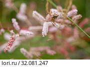Tamarix canariensis. Стоковое фото, фотограф Tamara Kulikova / Фотобанк Лори