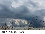 Grass on background of cloudy sky. Стоковое фото, фотограф Яков Филимонов / Фотобанк Лори