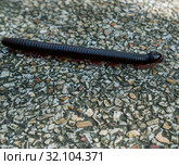 Image of centipede crawling on lane. Thailand. Стоковое фото, фотограф Гурьянов Андрей / Фотобанк Лори