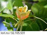 Крупный цветок лириодендрона тюльпанного (тюльпанное дерево) (Liriodendron tulipifera L.) Стоковое фото, фотограф Ирина Борсученко / Фотобанк Лори