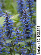 Цветы Живучки ползучей (Ajuga reptans) Стоковое фото, фотограф Александр Курлович / Фотобанк Лори