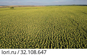 Поле спелых подсолнухов. Вид с воздуха. Field of ripe sunflowers. Aerial view. Стоковое фото, фотограф Евгений Романов / Фотобанк Лори