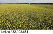 Поле спелых подсолнухов. Вид с воздуха. Field of ripe sunflowers. Aerial view. Стоковое фото, фотограф Евгений Романов / Фотобанк Лори
