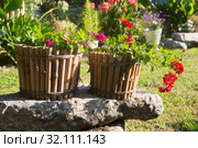 Пеларгония зональная Pelargonium zonale Willd. Стоковое фото, фотограф Марина Володько / Фотобанк Лори