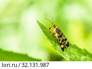 Скорпионница настоящая (Panorpa communis) сидит на листке. Стоковое фото, фотограф Игорь Низов / Фотобанк Лори