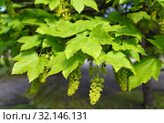 Клен ложноплатановый (Acer pseudoplatanus L. ), ветка с листьями и соцветиями. Стоковое фото, фотограф Ирина Борсученко / Фотобанк Лори