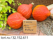 Тыква крупноплодная (Cucurbita maxima) сорта Золотой Хаббард (Winter Golden Hubbard). Традиционная осенняя выставка плодов и овощей в Аптекарском Огороде (филиал ботанического сада МГУ). Москва. Стоковое фото, фотограф Сергей Рыбин / Фотобанк Лори