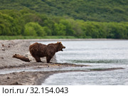 Камчатский бурый медведь. Стоковое фото, фотограф Сергей Краснощеков / Фотобанк Лори